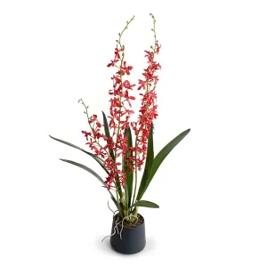 Arachnid Orchid in Porcelain Vase 36"H