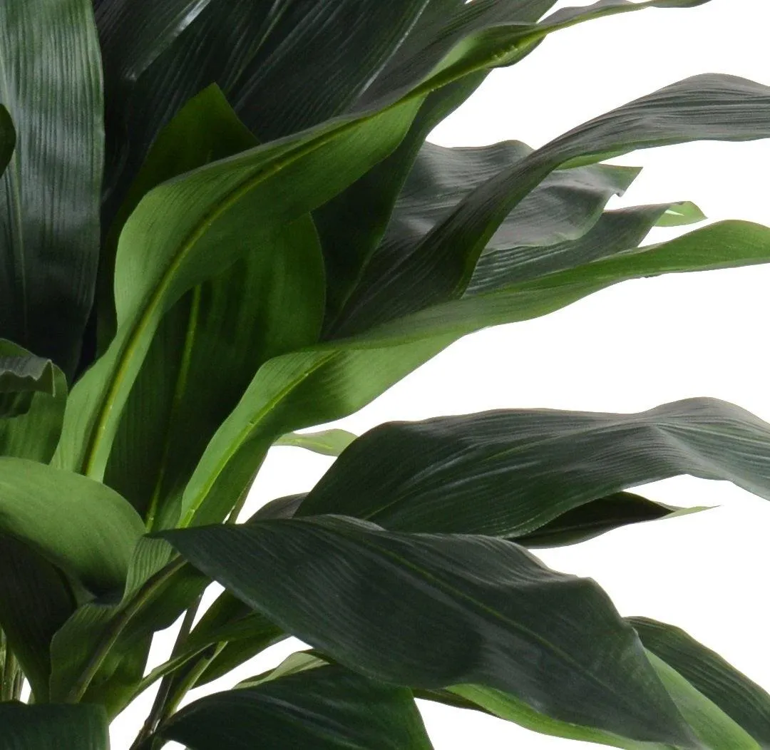 Aspidistra Plant 34"H