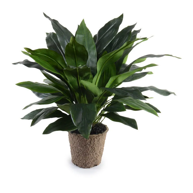 Aspidistra Plant 34"H