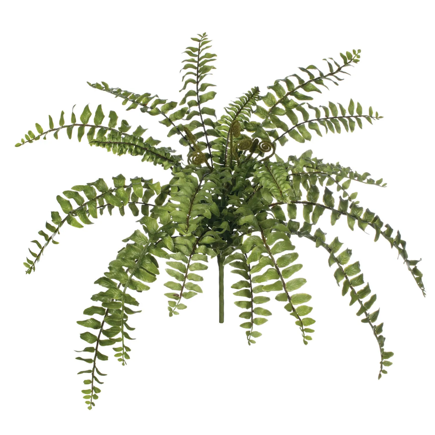 Boston Fern Bush