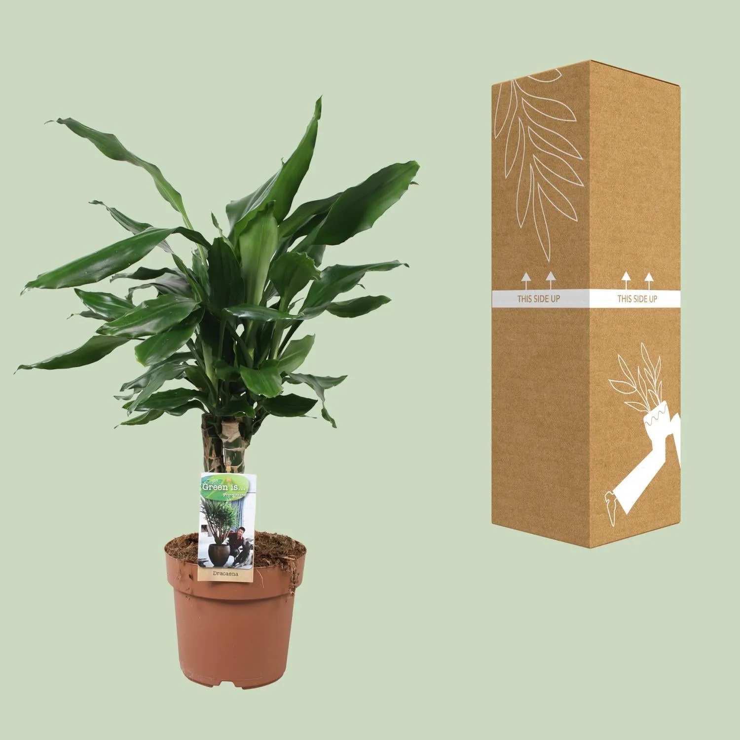 Dracaena Fragrans Steudneri Green (Dragon Tree) ↑55 cm