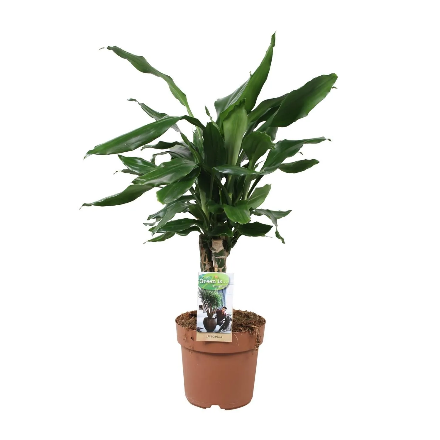 Dracaena Fragrans Steudneri Green (Dragon Tree) ↑55 cm