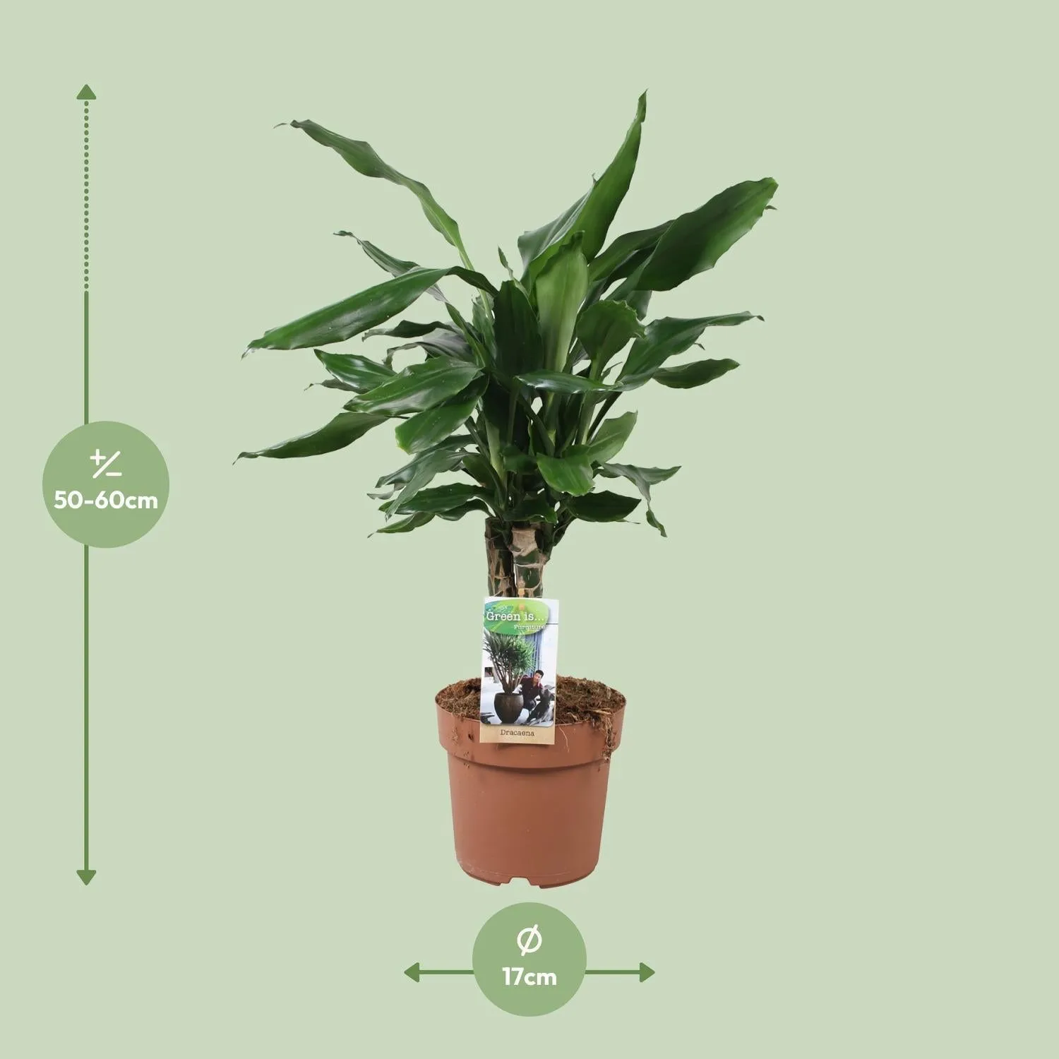 Dracaena Fragrans Steudneri Green (Dragon Tree) ↑55 cm