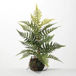 Fern Ball Plant