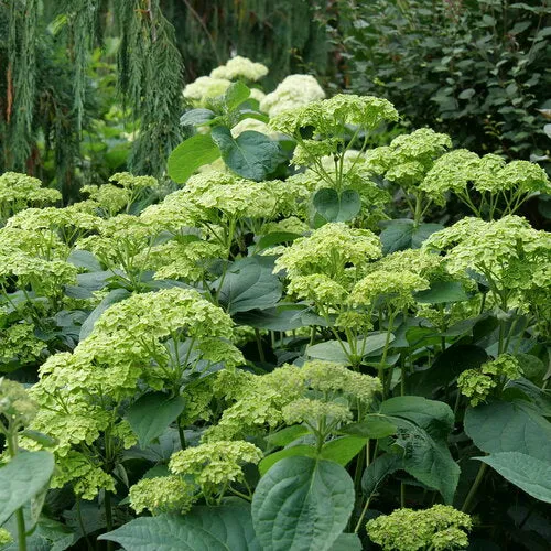 Hydrangea:  'Sublime'®  - 2Gal (PW) (Bl)