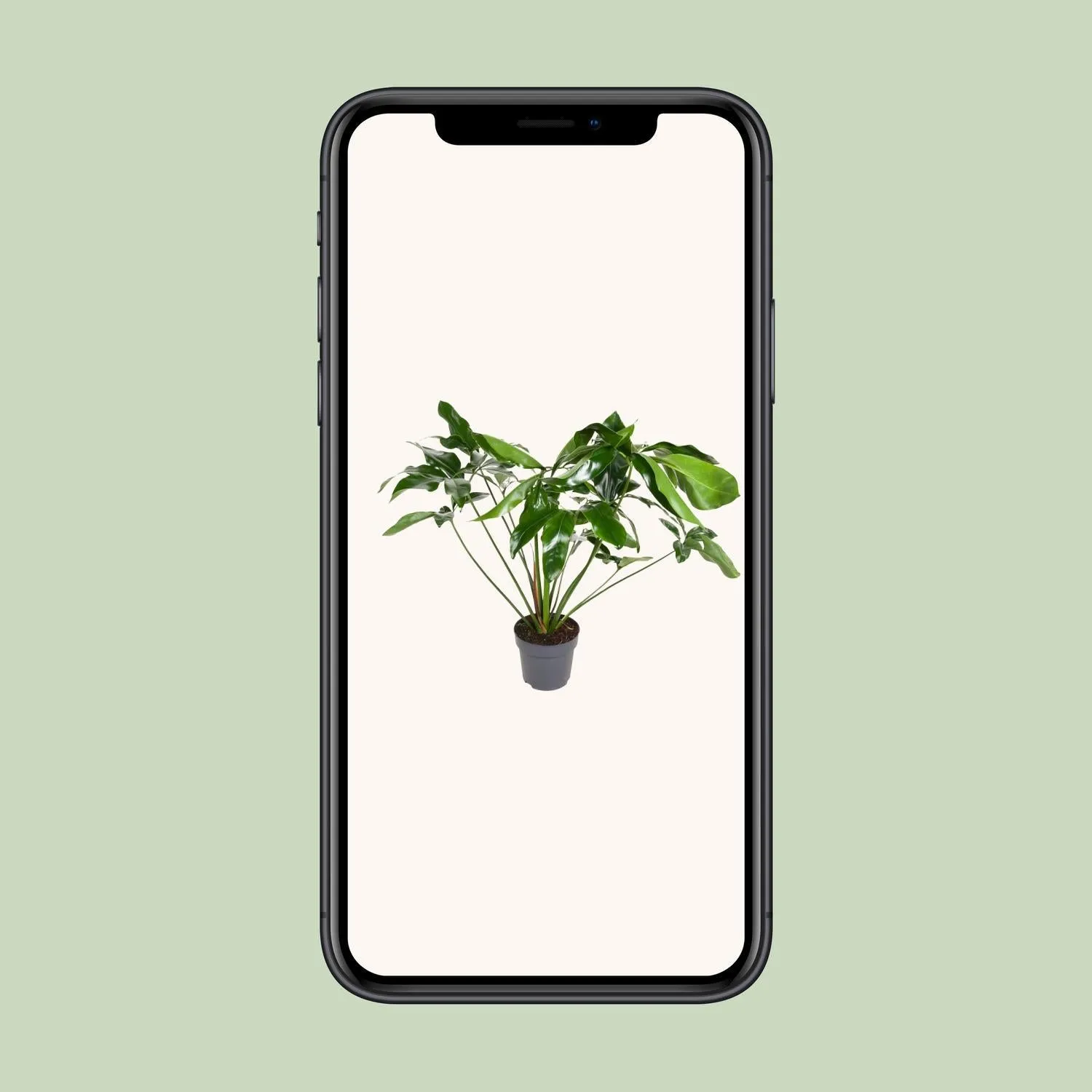 Philodendron Green Wonder (Hanging Plant) ↑ 100 cm