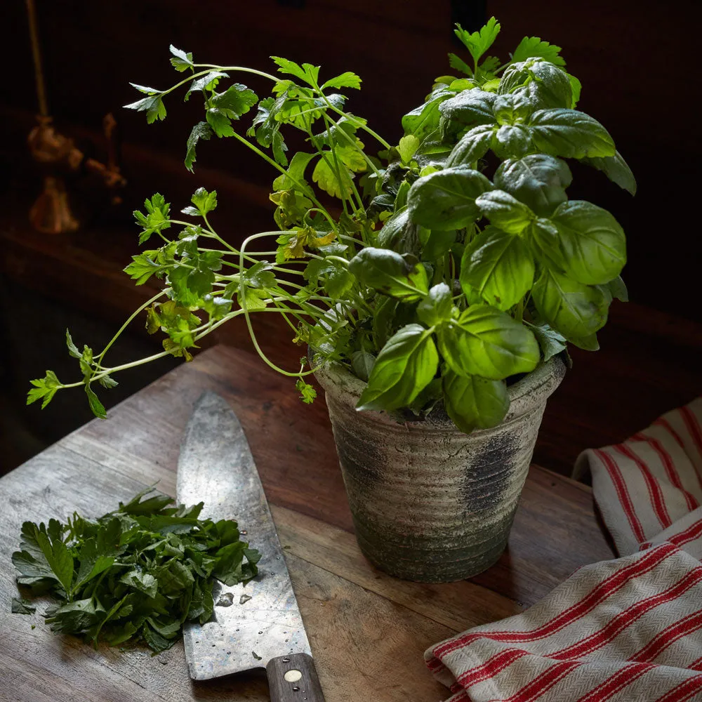 Window Garden - Tomato Vine